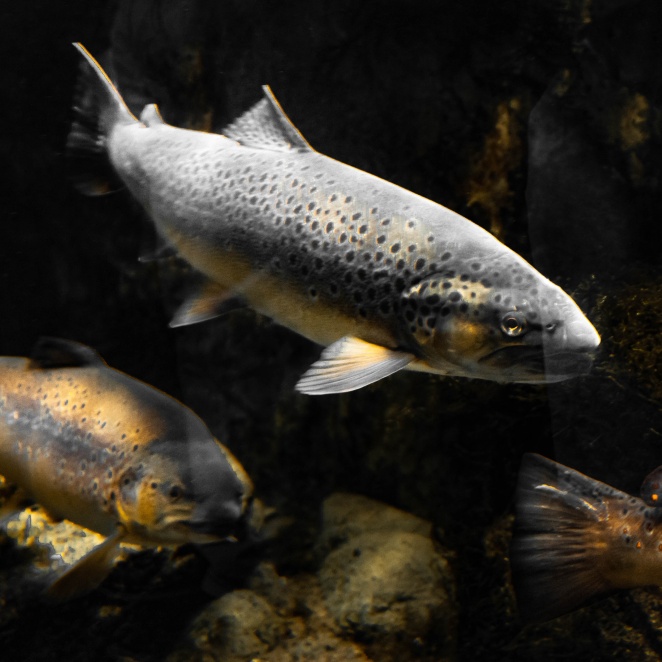 Особенности продажи рыбы Карельских хозяйств