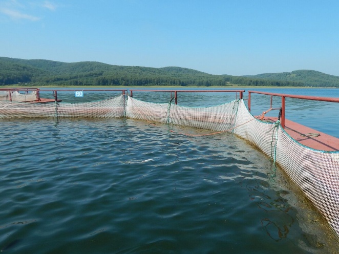 Влияние садковых рыбных хозяйств на макрозообентос водоемов-охладителей