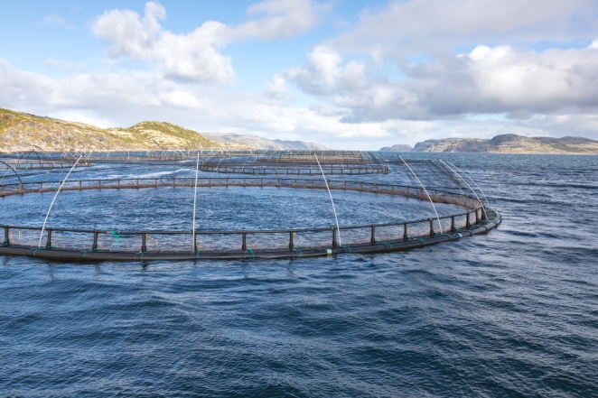 Прудово-садковая технология выращивания рыбы