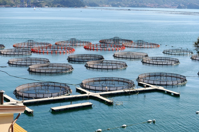 Совместное выращивание морских и пресноводных рыб в садках в условиях Хаджибейского лимана