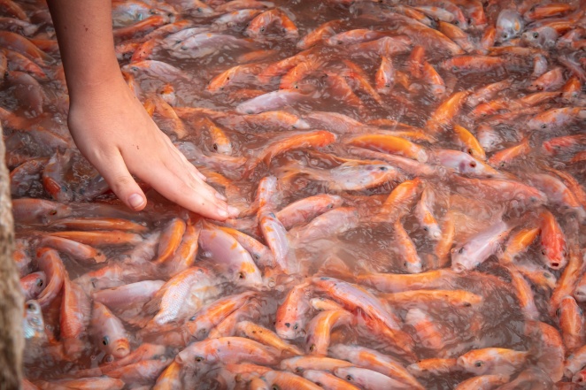 Как успешно продать выращенную рыбу
