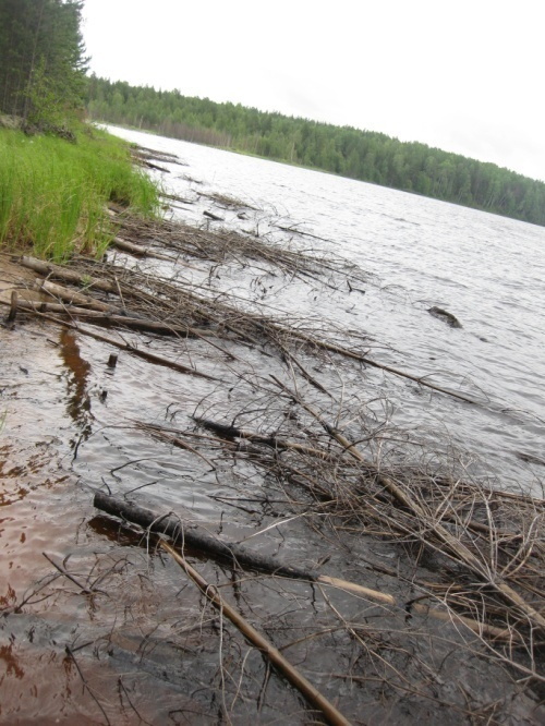 Остатки неубранной древесины по берегам отражают низкое качество подготовки затопляемой поймы водохранилища2.jpg