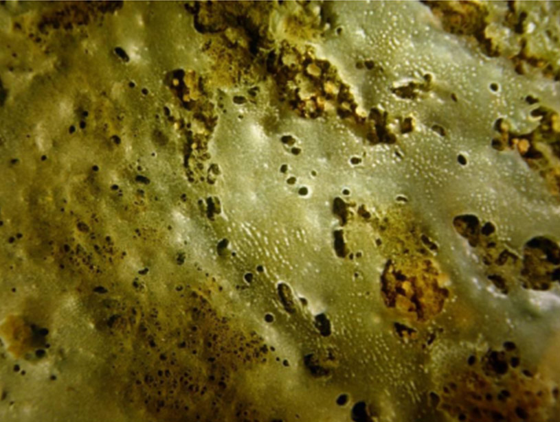 Бактериальный мат на грунте под садками