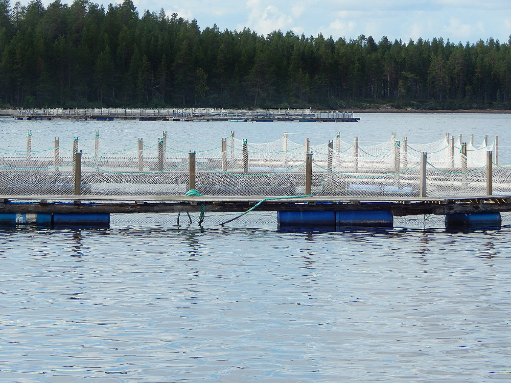 One of the most popular forms of fish production is Barrel Floated Net Pen.