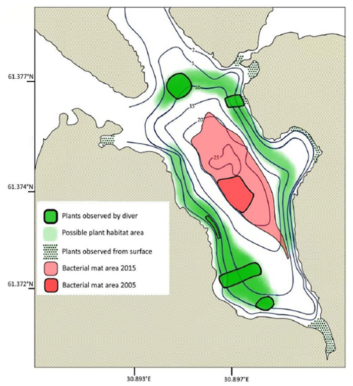 Бактериальный мат, изолинии глубины и растительные сообщества в малой Никоновской бухте