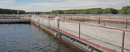 Fish farm in the Leningrad region